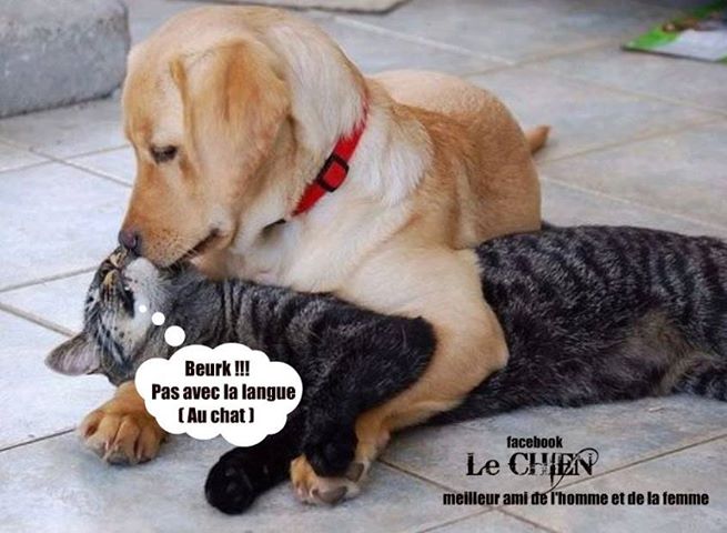 chien.jpg