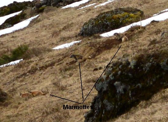 marmottes.jpg