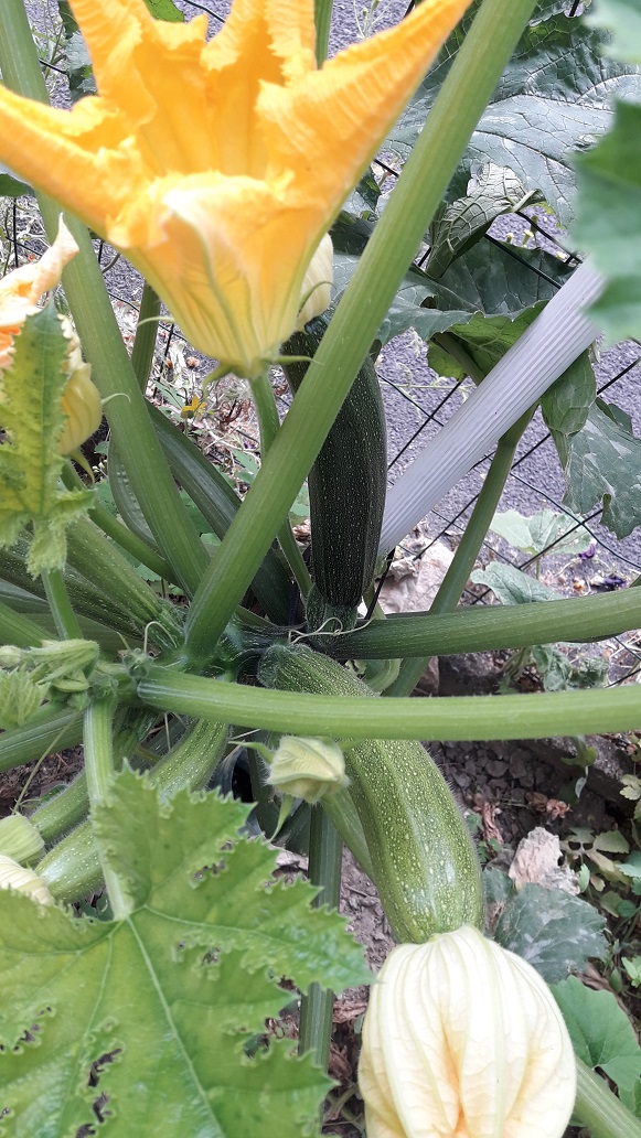 Courgettes.jpg