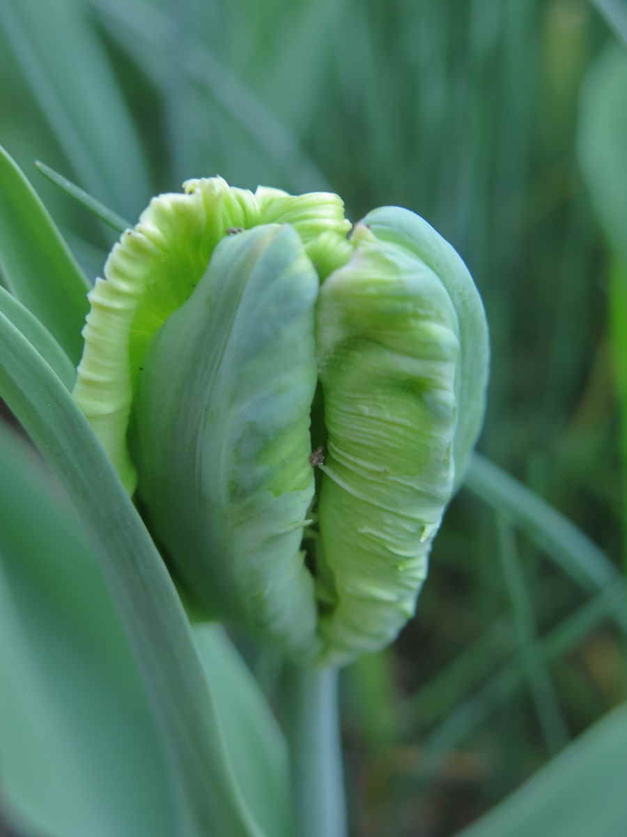 tulipes 03.jpg