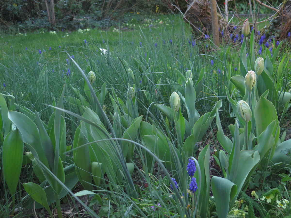 tulipes 04.jpg