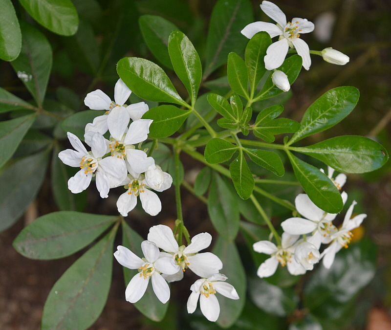 fleurs blanches.jpg