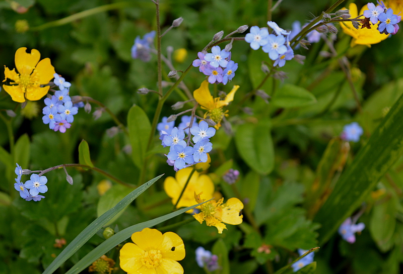 myosotis boutons d'or.jpg