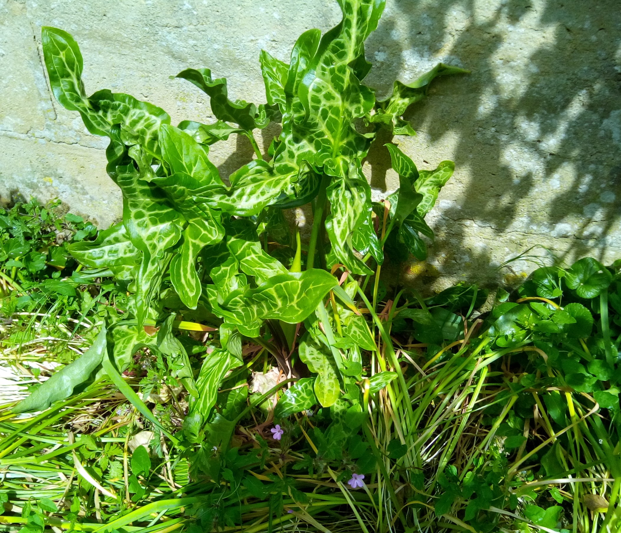 arum italicum.jpg