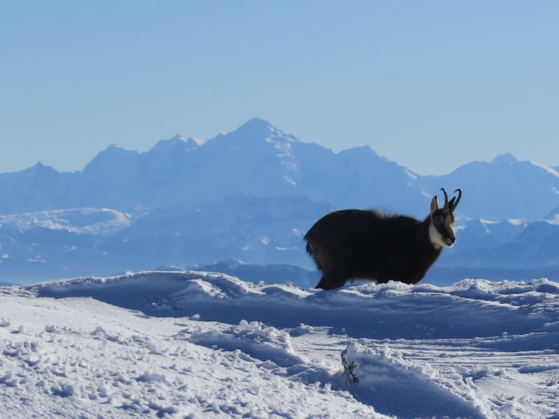 Chamois.jpg