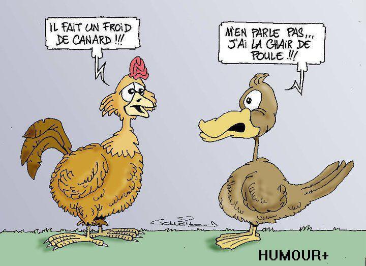 froid-de-canard-chair-de-poule1.jpg
