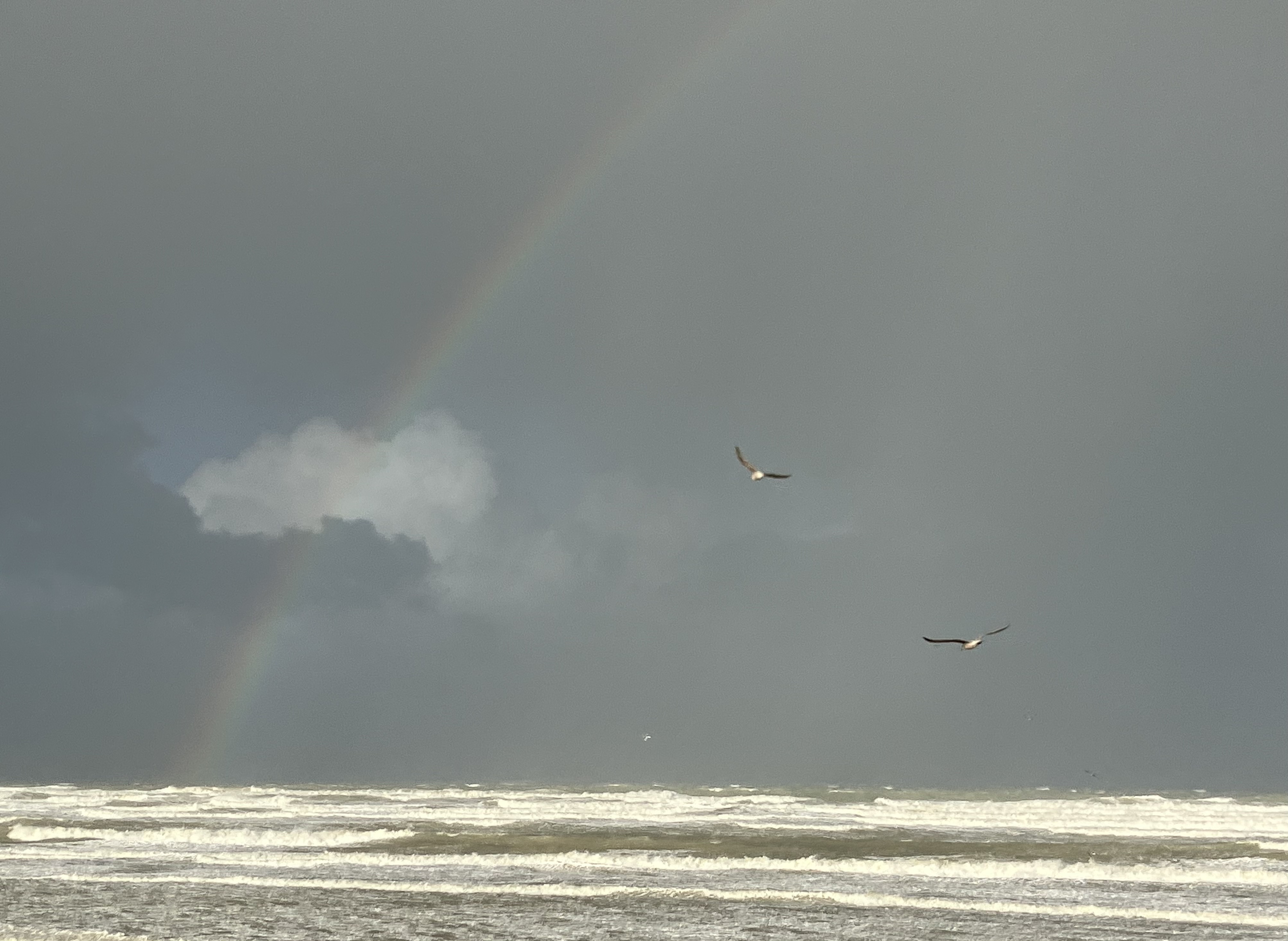 Rainbow warriors.jpeg