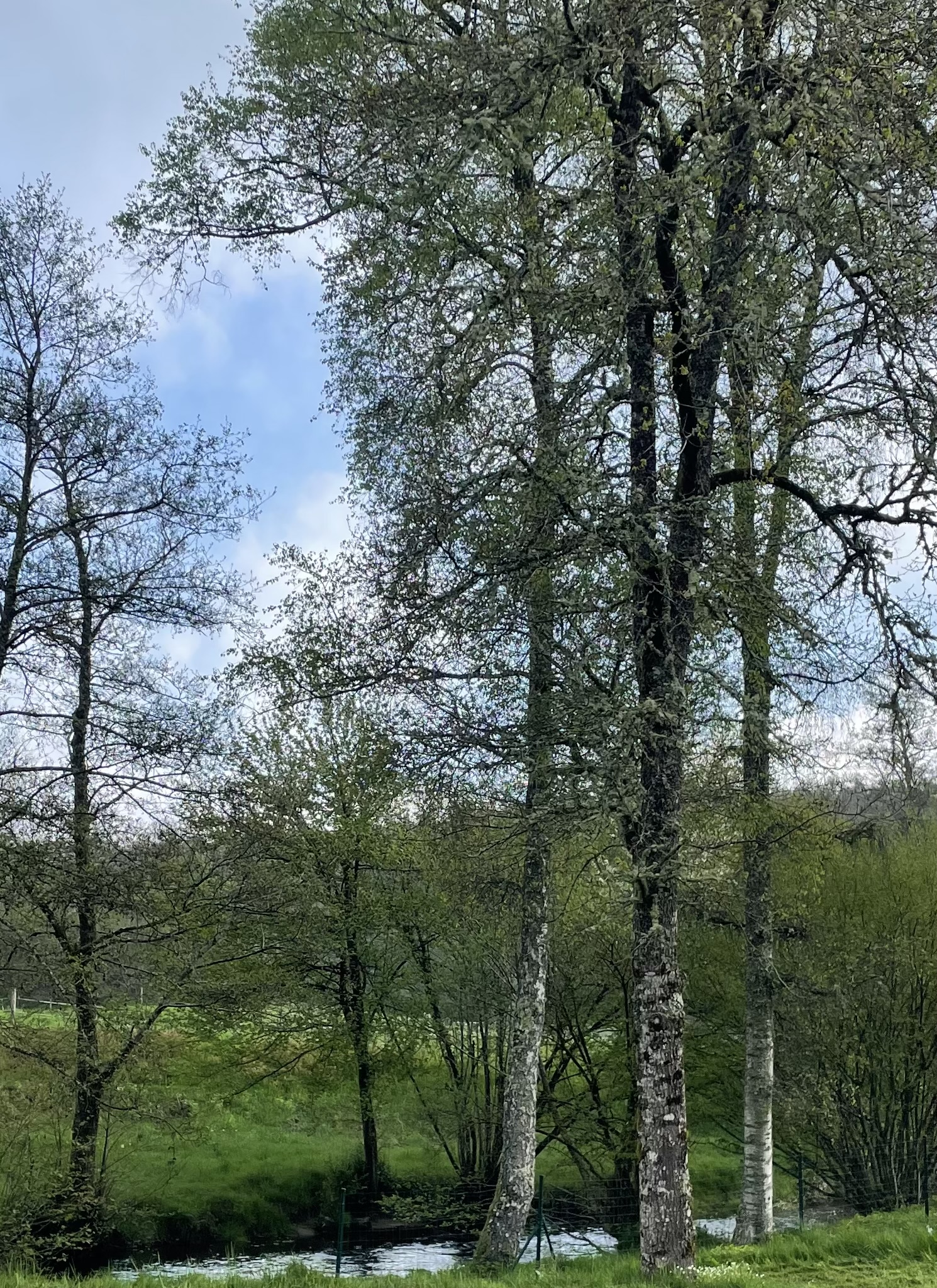 IMG_4090.jpeg