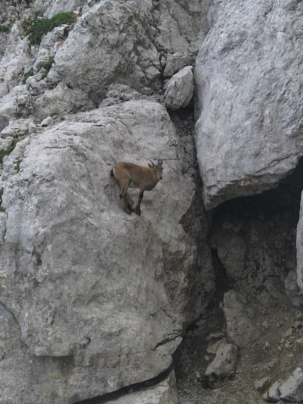 Bouquetin.jpg